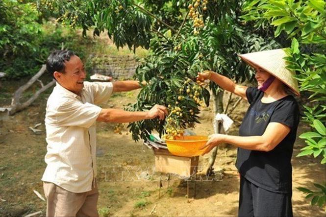 Từng là thanh niên xung phong sau khi hoàn thành nhiệm vụ, ông Đinh Quốc Đại (tổ 6 phường Tân Bình, Tp Tam Điệp, tỉnh Ninh Bình) không ngừng vươn lên trong cuộc sống, có nhiều đóng góp phát triển kinh tế chung cho quê nhà. Với mô hình nuôi ong và trang trại vườn đồi, ông Đại đã đầu tư nuôi 50 thùng ong, trồng các loại cây ăn quả như vải, nhãn, mít... thu nhập bình quân trên 60 triệu/năm. Ảnh: Minh Đức - TTXVN