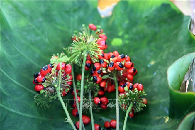 Chùm hạt sâm Ngọc Linh chín đỏ là nguồn giống quý để ươm trồng. Ảnh: Đỗ Trưởng - TTXVN