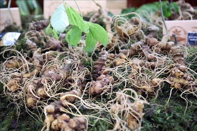 Những củ sâm Ngọc Linh có giá vài chục triệu đồng một kg được bán tại một phiên chợ. Ảnh: Đỗ Trưởng - TTXVN