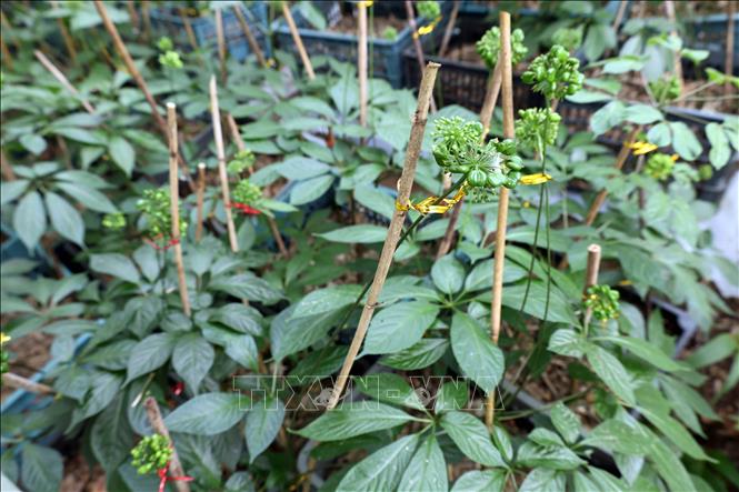 Những cây sâm rộ trái chuẩn bị bước vào vụ thu hoạch. Ảnh: Đỗ Trưởng - TTXVN