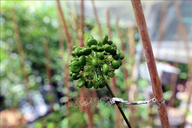 Những chùm hạt sâm to, đẹp sẽ là nguồn giống quý để ươm trồng. Ảnh: Đỗ Trưởng - TTXVN