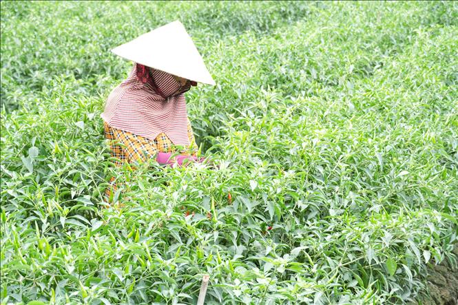 Nông dân xã Bình Ninh, tỉnh Đồng Tháp thu hoạch ớt. Ảnh: Công Trí - TTXVN