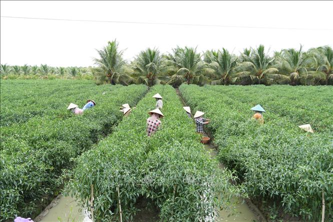 Nông dân trồng ớt dưới chân ruộng thu lãi khá. Ảnh: Công Trí - TTXVN