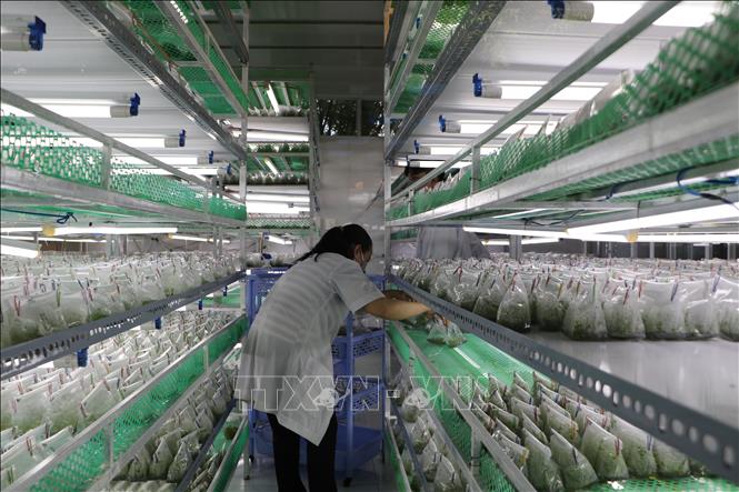 Chồi cây cấy mô được nuôi trong phòng lab của cơ sở. Ảnh: Hồng Thái - TTXVN 