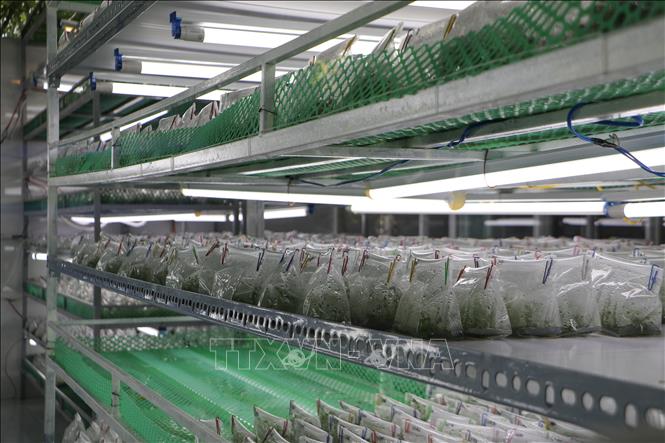 Chồi cây cấy mô được nuôi trong phòng lab của cơ sở. Ảnh: Hồng Thái - TTXVN 