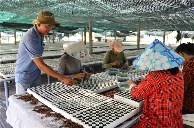 Anh Lê Thanh Tuyến kiểm tra tình trạng thích ứng của cây ngoài môi trường. Ảnh: Hồng Thái - TTXVN