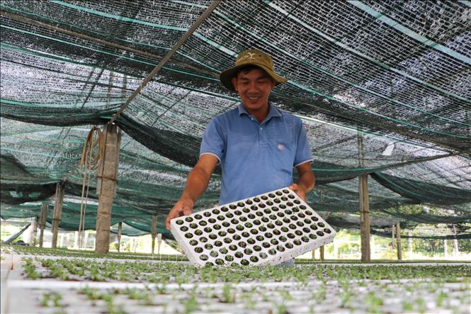Sau thời gian nuôi trong phòng lab, cây sẽ được chuyển ra để thích ứng môi trường bên ngoài. Ảnh: Hồng Thái - TTXVN