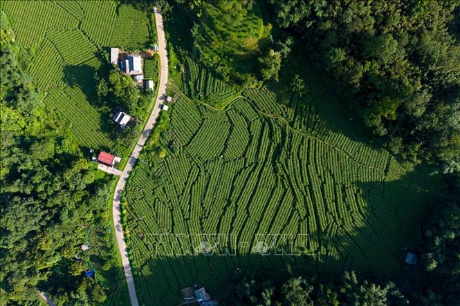 Cánh đồng su su trải rộng giữa thung lũng Vân Sơn, nhờ khí hậu mát mẻ, thổ nhưỡng phù hợp, ngọn su su nơi đây sinh trưởng xanh tốt, có độ non, giòn và ngọt tự nhiên.T từ loại cây từng được trồng tận dụng ven hàng rào, su su đã phát triển thành vùng sản xuất tập trung gần 70 ha với gần 100 hộ dân tham gia, trở thành nông sản đặc trưng và nguồn sinh kế quan trọng của người dân địa phương. Ảnh: Phạm Tuấn Anh - TTXVN