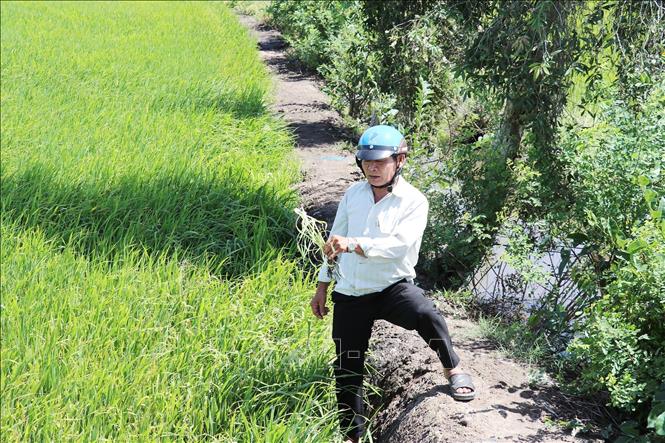Bên cạnh rau màu, 17,15 ha lúa bị mất diệp lục chuyển sang trắng, vàng, tỷ lệ thiệt hại 20 - 100%. Ảnh: Hữu Chí - TTXVN