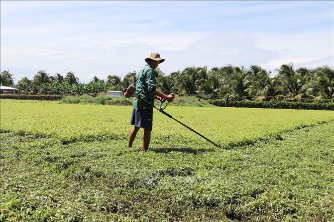Anh Đặng Văn Trực, ấp Nhơn Huề, xã Long Hưng, tỉnh Đồng Tháp phải cắt bỏ ruộng rau răm 0,8 ha chuẩn bị thu hoạch vì bị vàng lá. Ảnh: Hữu Chí - TTXVN