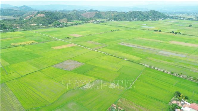 Cánh đồng lúa Nếp Quýt được đồng bào Tày, Nùng đưa từ các tỉnh phía Bắc về trồng tại xã Đạ Tẻh (tỉnh Lâm Đồng), góp phần nâng cao thu nhập và xây dựng thương hiệu nông sản đặc trưng của địa phương. Ảnh: Nguyễn Huy Thành – TTXVN