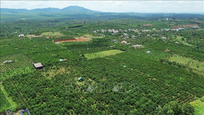 Vùng trồng cà phê tập trung tại xã Thuận An (tỉnh Lâm Đồng), góp phần tạo nguồn nguyên liệu ổn định phục vụ chế biến và xuất khẩu. Ảnh: Nguyễn Huy Thành – TTXVN