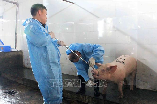 Cán bộ chuyên môn thực hiện lấy mẫu giám sát virus dịch tả lợn châu Phi tại cơ sở giết mổ tập trung. Ảnh: Hữu Quyết - TTXVN