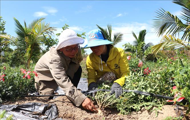 Kiểm tra củ sâm bố chính. Ảnh: Đinh Hương - TTXVN