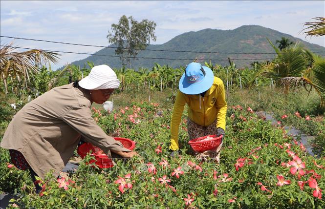 Người dân hái hoa sâm để làm trà. Ảnh: Đinh Hương - TTXVN