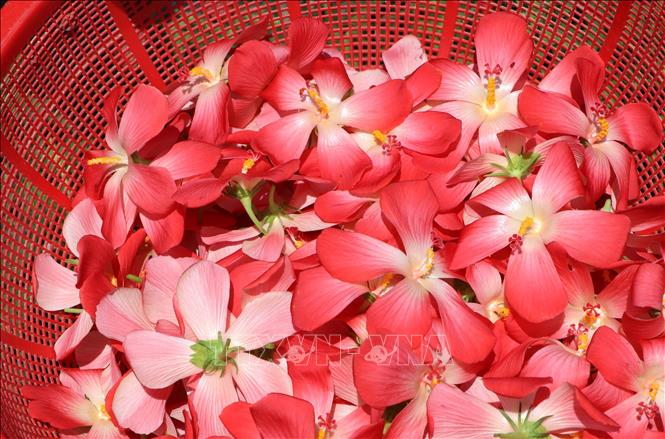 Hoa sâm bố chính được hái vào sáng sớm, sau đó mang sấy khô bằng công nghệ sạch để làm trà. Ảnh: Đinh Hương - TTXVN
