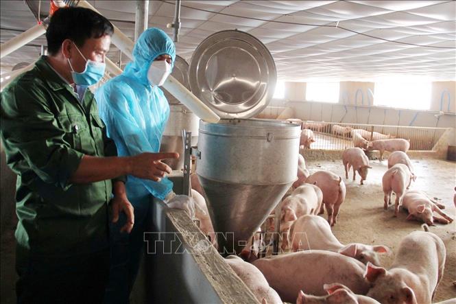 Ngành chăn nuôi của tỉnh Đắk Lắk đang có sự phát triển mạnh mẽ. Ảnh: TTXVN phát