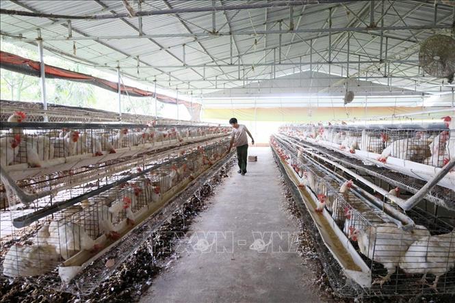 Ngành chăn nuôi của tỉnh Đắk Lắk đang có sự phát triển mạnh mẽ. Ảnh: TTXVN phát