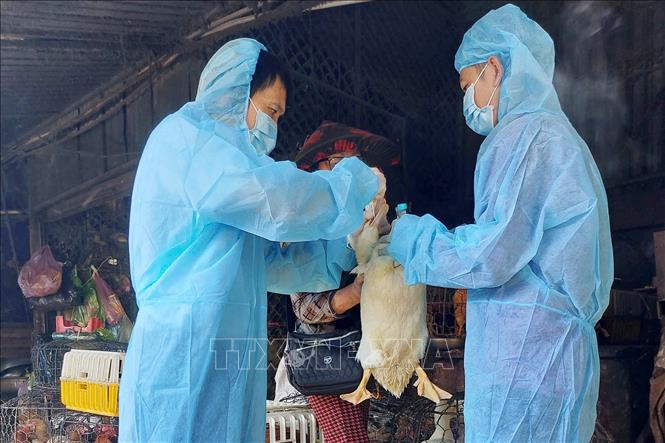 Lực lượng thú y Đắk Lắk tiêm phòng vaccine cho đàn gia cầm. Ảnh: TTXVN phát