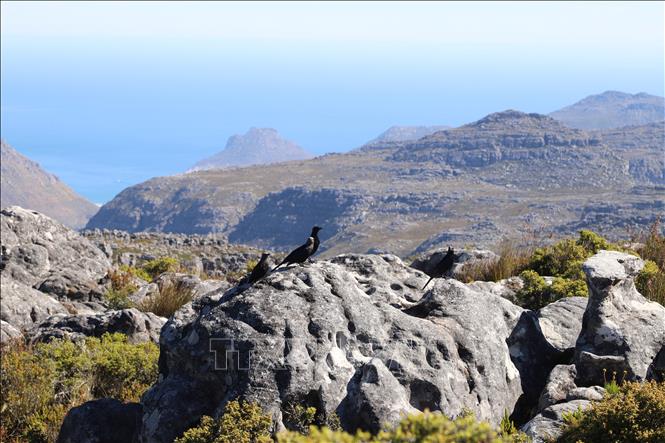 Núi Bàn (Table Mountain) – công trình do SANParks quản lý, là một trong những địa danh mang tính biểu tượng nhất, đồng thời là điểm đến du lịch trọng điểm của Nam Phi. Ảnh: Hồng Minh - PV TTXVN tại Nam Phi