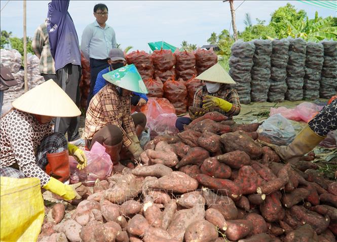 Nông dân xã Long Thạnh phân cỡ khoai trước khi bán cho thương lái. Ảnh: Văn Sĩ - TTXVN