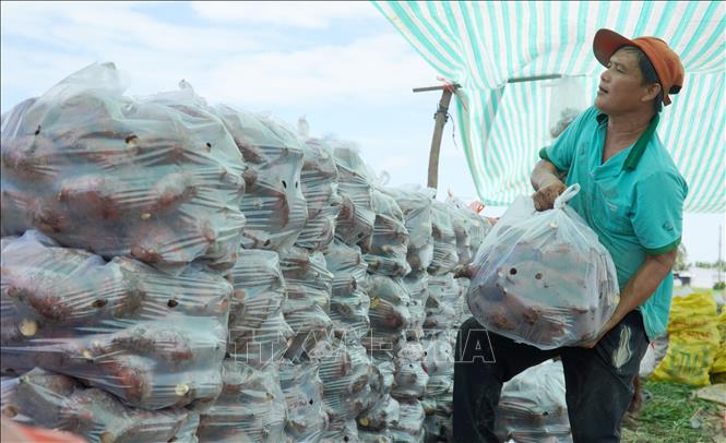 Nông dân xã Long Thạnh phân cỡ khoai để bán cho thương lái. Ảnh: Văn Sĩ - TTXVN