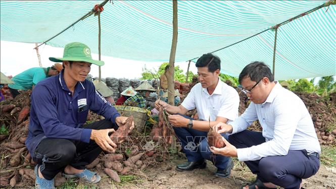 Phó Chủ tịch UBND xã Long Thạnh Nguyễn Nhiệm Toàn (giữa) thăm hỏi tình hình thu hoạch, đầu ra của nông dân trồng khoai lang. Ảnh: Văn Sĩ - TTXVN