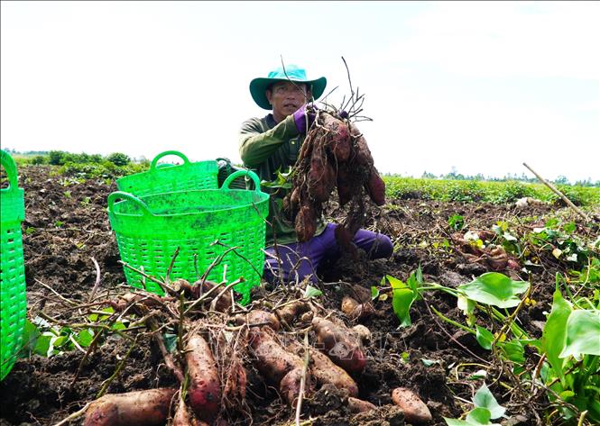 Người trồng khoai lang ở An Giang 