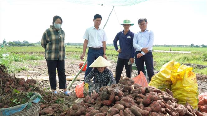Lãnh đạo UBND xã Long Thạnh thăm hỏi tình hình thu hoạch, giá cả khoai lang trên địa bàn. Ảnh: Văn Sĩ - TTXVN