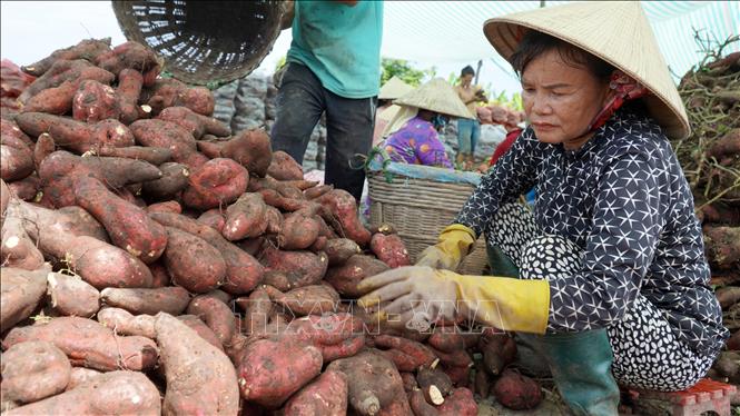 Bà Phan Thị Vân thuê 11 công đất trồng khoai lang bán với giá từ 150.000 - 200.000 đồng/tạ (tùy kích cỡ) ước tính lỗ khoảng 120 triệu đồng. Ảnh: Văn Sĩ - TTXVN