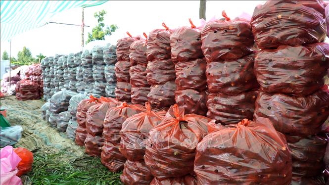 Nông dân xã Long Thạnh trồng khoai lang đạt năng suất khá cao (khoảng 50 tạ/công) nhưng vẫn đối mặt với thua lỗ vì giá khoai giảm sâu. Ảnh: Văn Sĩ - TTXVN