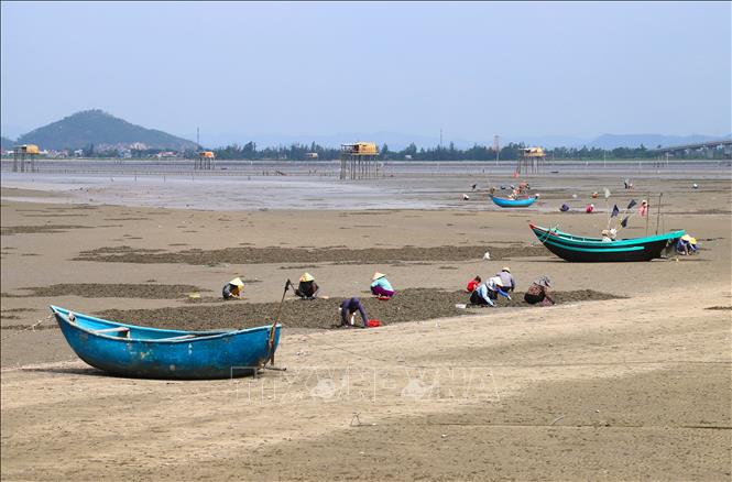Ngư dân làng biển Tiến Thủy (xã Quỳnh Phú, Nghệ An) khai thác ngao khi thủy triều xuống thấp. Ảnh: Xuân Tiến - TTXVN 
