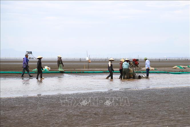 Người dân làng biển khai thác ngao bằng máy cào, lọc kết hợp rửa. Ảnh: Xuân Tiến - TTXVN 