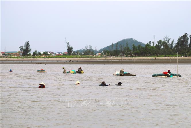 Ngư dân làng biển Sơn Hải (xã Quỳnh Phú, Nghệ An) khai thác nhuyễn thể hai mảnh trên cửa biển Lạch Thơi khi thủy triều xuống thấp. Ảnh: Xuân Tiến - TTXVN 