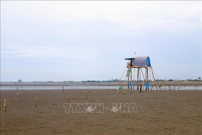 Chòi canh ngao trên bãi triều của ngư dân làng biển Sơn Hải (xã Quỳnh Phú, Nghệ An). Ảnh: Xuân Tiến - TTXVN 