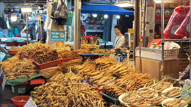 Quầy hàng kinh doanh nhân sâm tại khu chợ Cheongnyangni. Đây là một trong những đầu mối phân phối dược liệu truyền thống lớn, phục vụ nhu cầu của người dân Thủ đô Seoul, Hàn Quốc. Ảnh: Nhật Hưng (PV TTXVN tại Hàn Quốc)