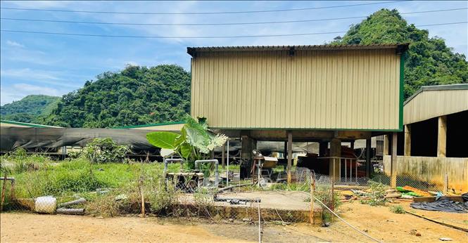 Hiện trường vụ tai nạn lao động khiến 5 người tử vong và 2 người bị thương tại trang trại Công ty TNHH DABACO Thanh Hóa. Ảnh: TTXVN phát