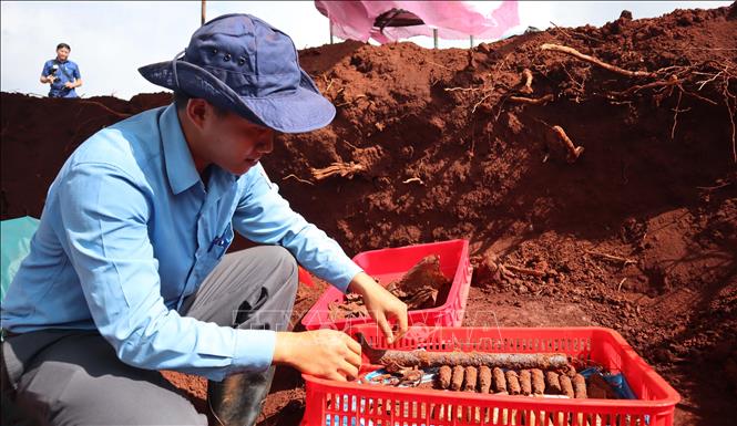 Trước đó, từ ngày 15/7, Đội K72 đã phát hiện hai vị trí mộ tập thể cùng nhiều di vật nằm sâu dưới lòng đất gồm một khẩu súng AK, sáu cây bút, hai bình tông, bốn đôi dép cao su, cùng nhiều mảnh tăng võng và dây đai lưng. Ảnh: Đậu Tất Thành - TTXVN.