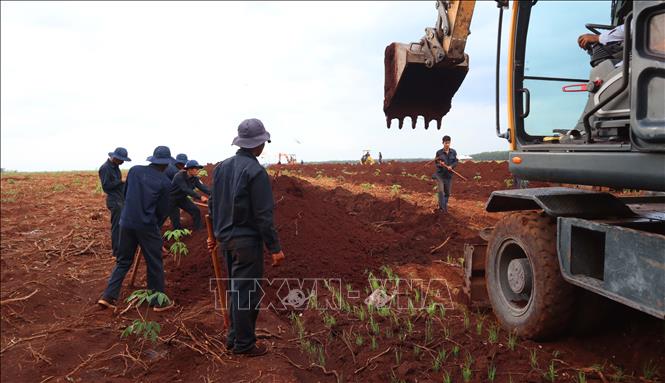 Mỗi gầu đất sau khi máy xúc đưa lên đều được lực lượng tìm kiếm kiểm tra kỹ bằng cuốc, bay và thủ công nhằm tránh bỏ sót di vật hoặc hài cốt. Ảnh: Đậu Tất Thành - TTXVN.