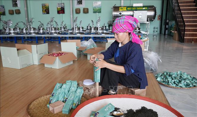 Đóng gói sản phẩm chè đặc sản tại HTX trà Búp Ngọc, xã Phú Thịnh, tỉnh Thái Nguyên. Ảnh: Hoàng Nguyên - TTXVN