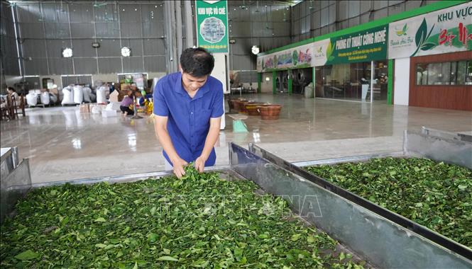 Chế biến chè đặc sản tại HTX chè La Bằng, xã La Bằng, tỉnh Thái Nguyên. Ảnh: Hoàng Nguyên – TTXVN 