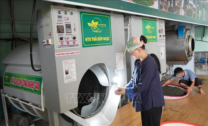 Chế biến chè tại HTX trà Búp Ngọc, xã Phú Thịnh, tỉnh Thái Nguyên. Ảnh: Hoàng Nguyên - TTXVN