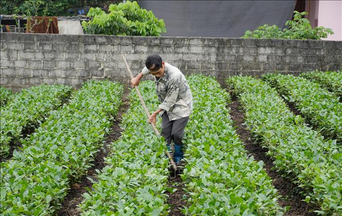 Nông dân xã Phú Thịnh, tỉnh Thái Nguyên chăm sóc diện tích chè sản xuất theo tiêu chuẩn hữu cơ. Ảnh: Hoàng Nguyên - TTXVN
