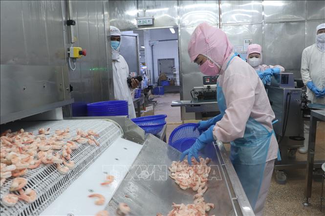 Ứng dụng công nghệ vào sản xuất tôm xuất khẩu ở Cà Mau. Ảnh: Tuấn Phi - TTXVN