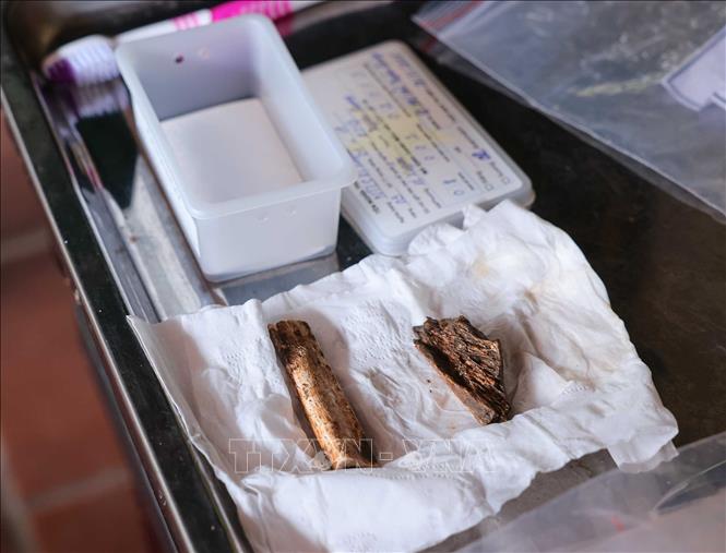 For remains that are suitable for testing, the team collects three to five teeth or one to two bone fragments measuring 4–6 cm in length. VNA Photo: Hoàng Hiếu

