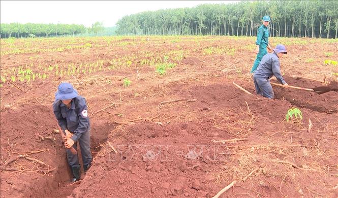 Đội K72 khoanh vùng vị trí trung tâm, tổ chức đào tìm theo đúng quy trình chuyên môn với độ sâu khoảng 1,2 m. Ảnh: Đậu Tất Thành – TTXVN