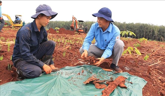 Trước khi thực hiện nhiệm vụ, các cán bộ, chiến sĩ đều được hướng dẫn cách nhận biết xương người, xương động vật cũng như các dấu hiệu nhận diện hài cốt liệt sĩ thông qua những di vật còn sót lại. Ảnh: Đậu Tất Thành - TTXVN