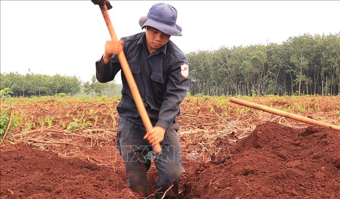 Trung sĩ Trịnh Ngọc Lợi, chiến sĩ Đội K72, cẩn trọng đào từng lớp đất trong quá trình tìm kiếm, quy tập hài cốt liệt sĩ tại xã Minh Đức. Ảnh: Đậu Tất Thành - TTXVN