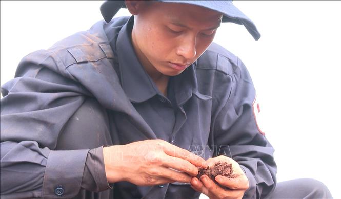 Công việc đòi hỏi sự kiên trì, tỉ mỉ bởi thời gian đã làm hài cốt phân hủy mạnh, nhiều mảnh xương chỉ còn rất nhỏ, dễ lẫn với đất đá và rễ cây. Ảnh: Đậu Tất Thành - TTXVN