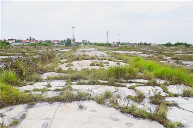 Cỏ dại mọc kín các ô kết tinh trên nền sân phơi nước mặn tại địa phương ven biển của huyện Quỳnh Lưu (cũ), tỉnh Nghệ An. Ảnh: Xuân Tiến - TTXVN 